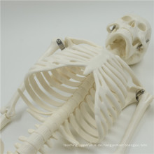 Heißes verkaufendes 180cm hohes männliches skeleton Modell (PVC)